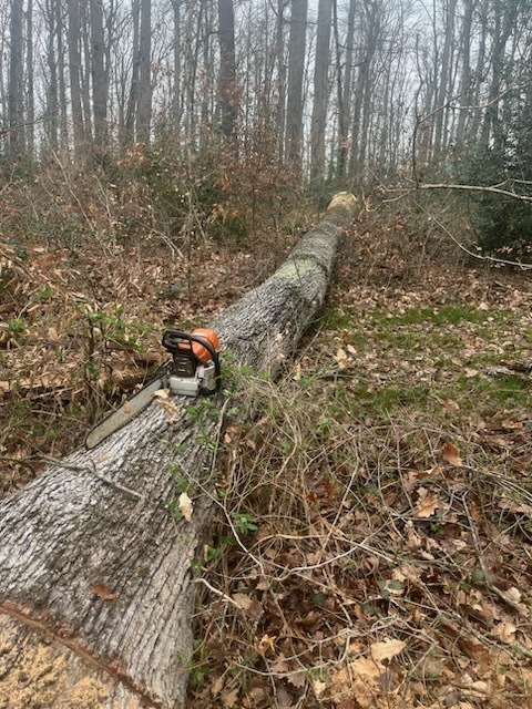 Transcom - Abattage de bois d'oeuvre